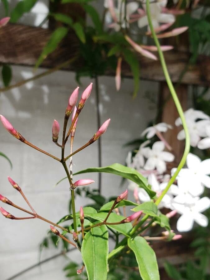 Duftjasmin 3