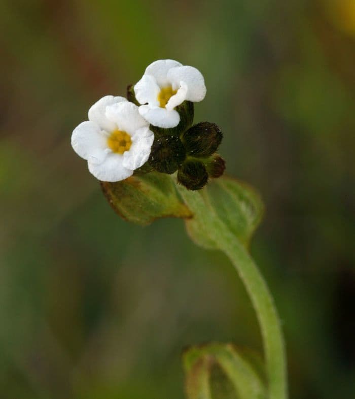 Plagiobothrys nothofulvus 15