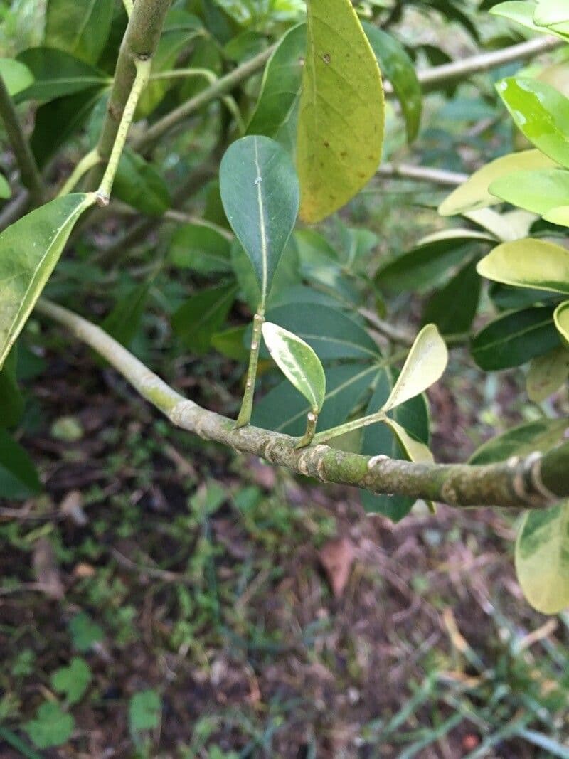 Choisya ternata 25