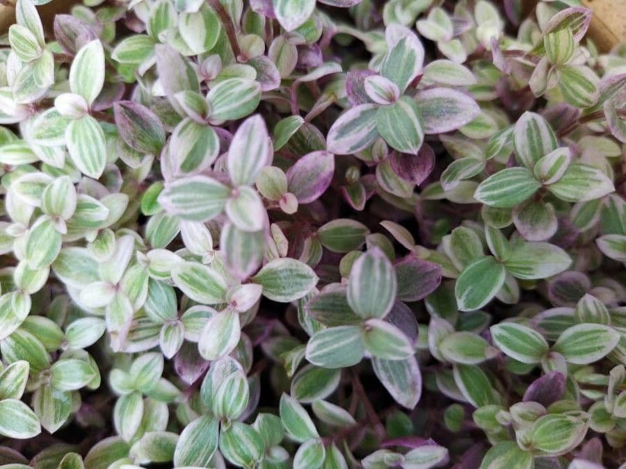 Callisia repens 6