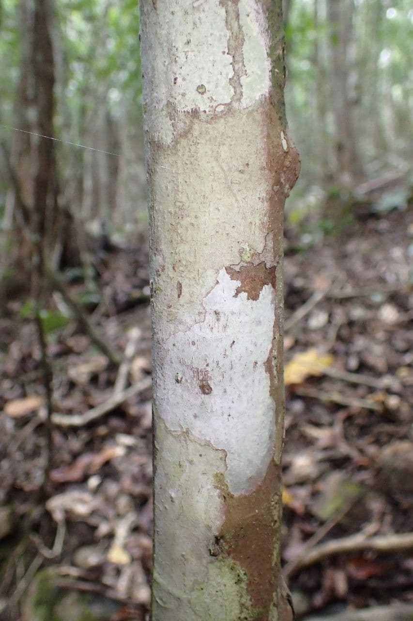 Macaranga 16