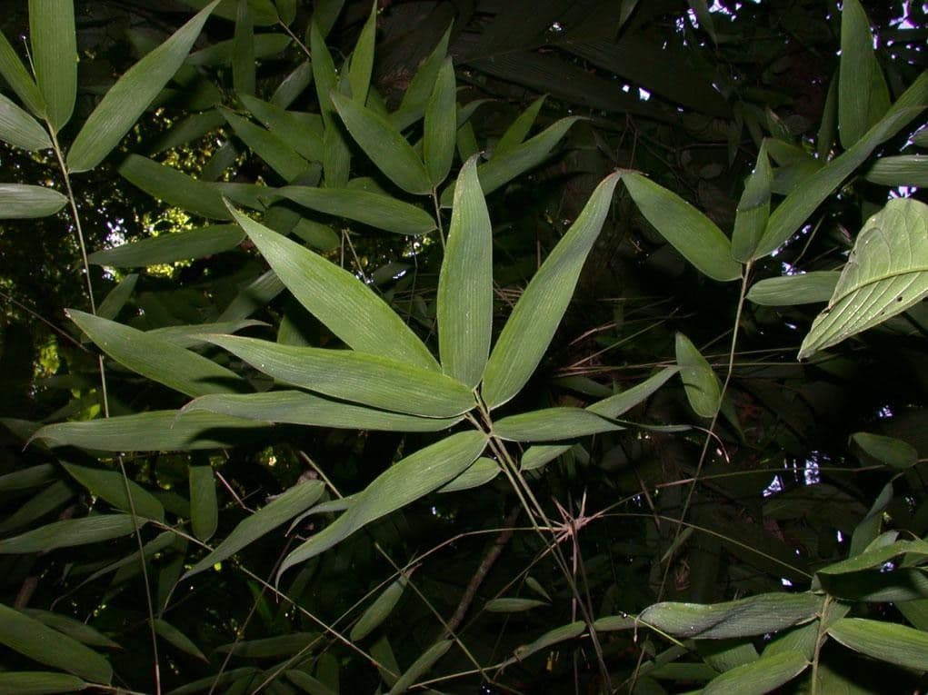 Elytrostachys 15