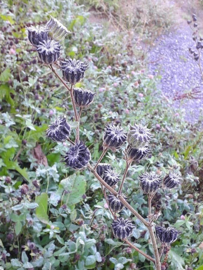 Abutilon di Teofrasto 2