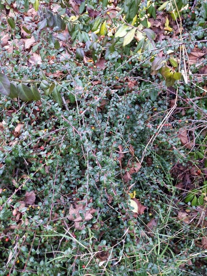 Cotoneaster 13