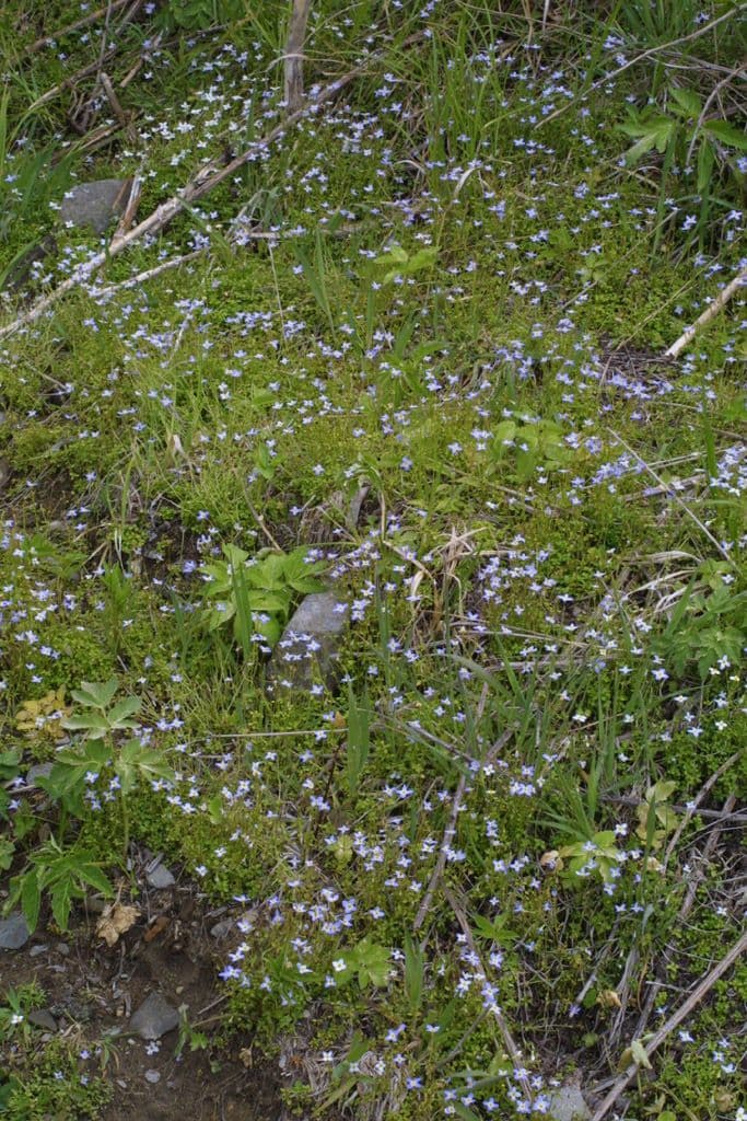 Houstonia serpyllifolia 8
