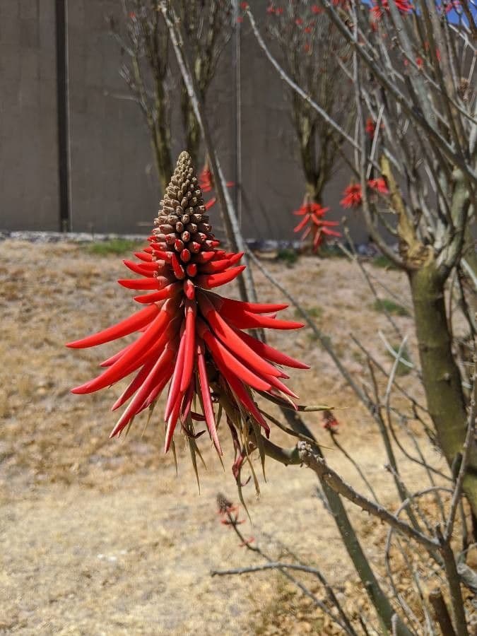 Albero corallo comune 6