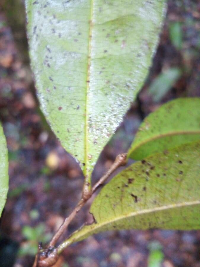Sacoglottis 4