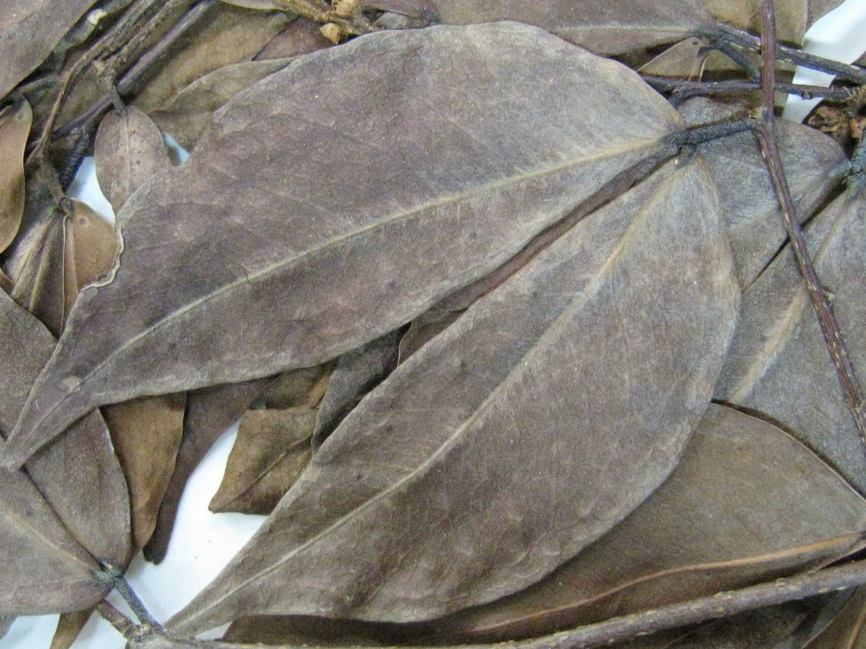 Cynometra