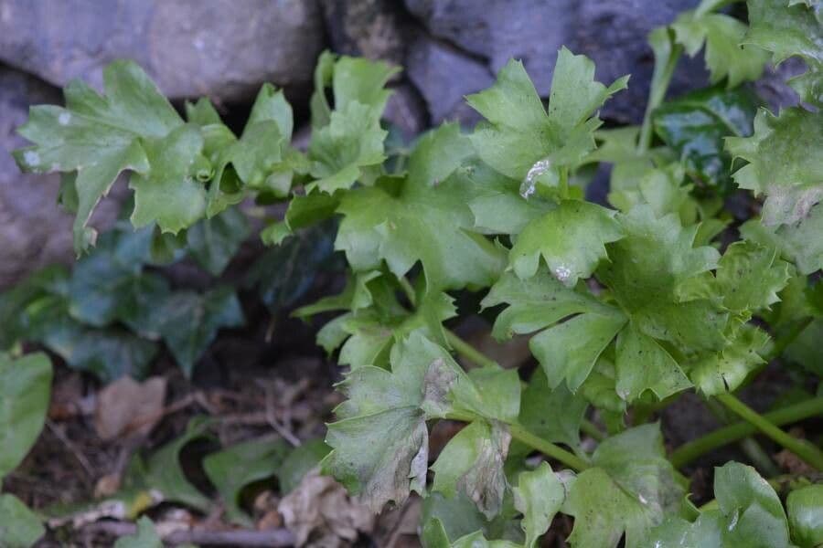 Astydamia 17