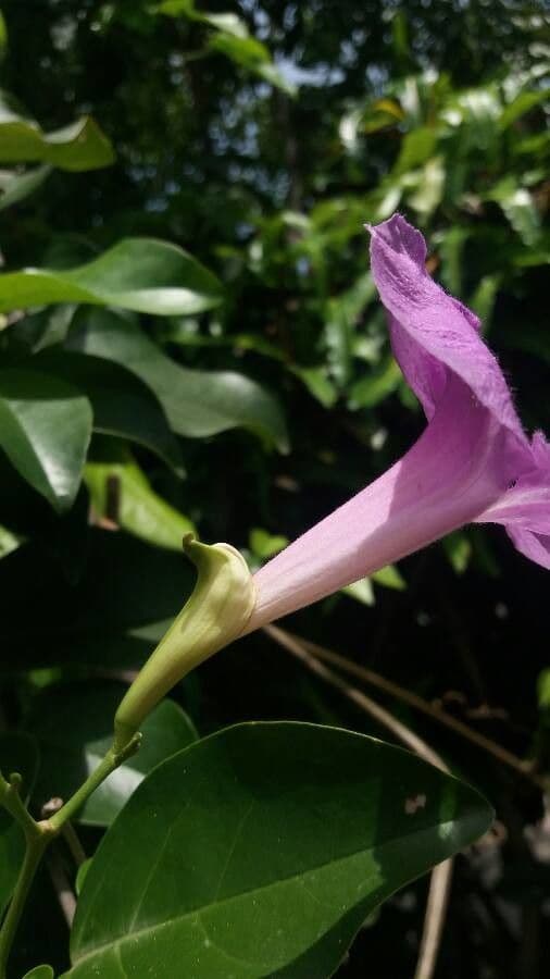 Bignonia magnifica
