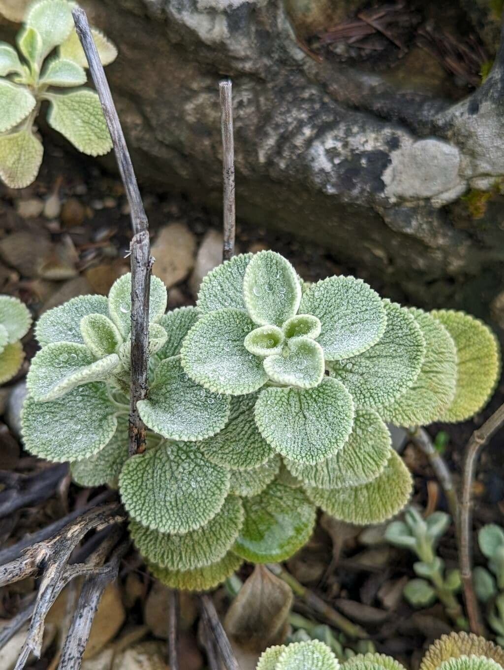 Marroblanco 5