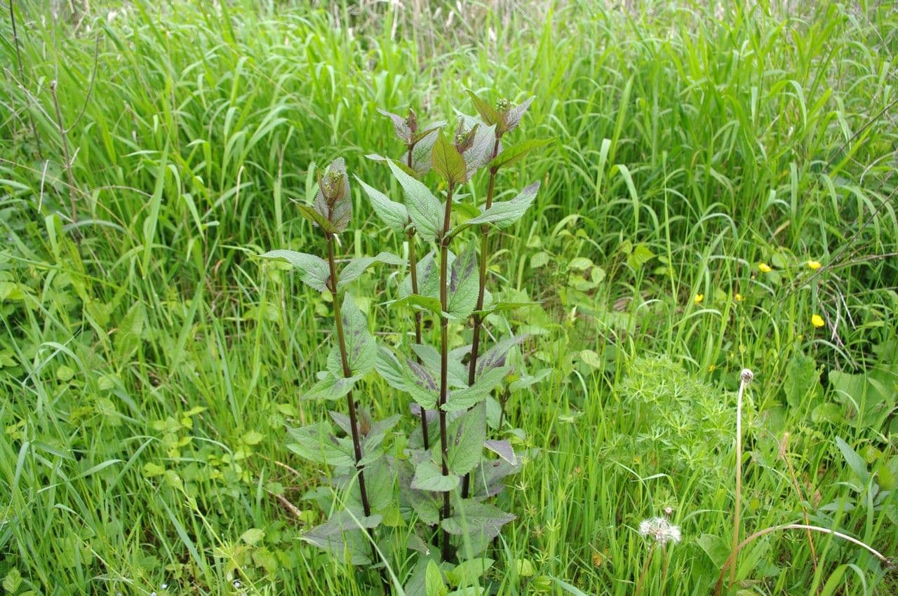 Escrofularia 29