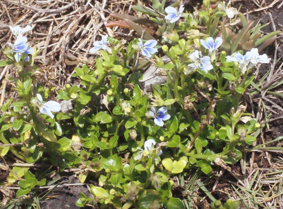 Lobelia strisciante 9