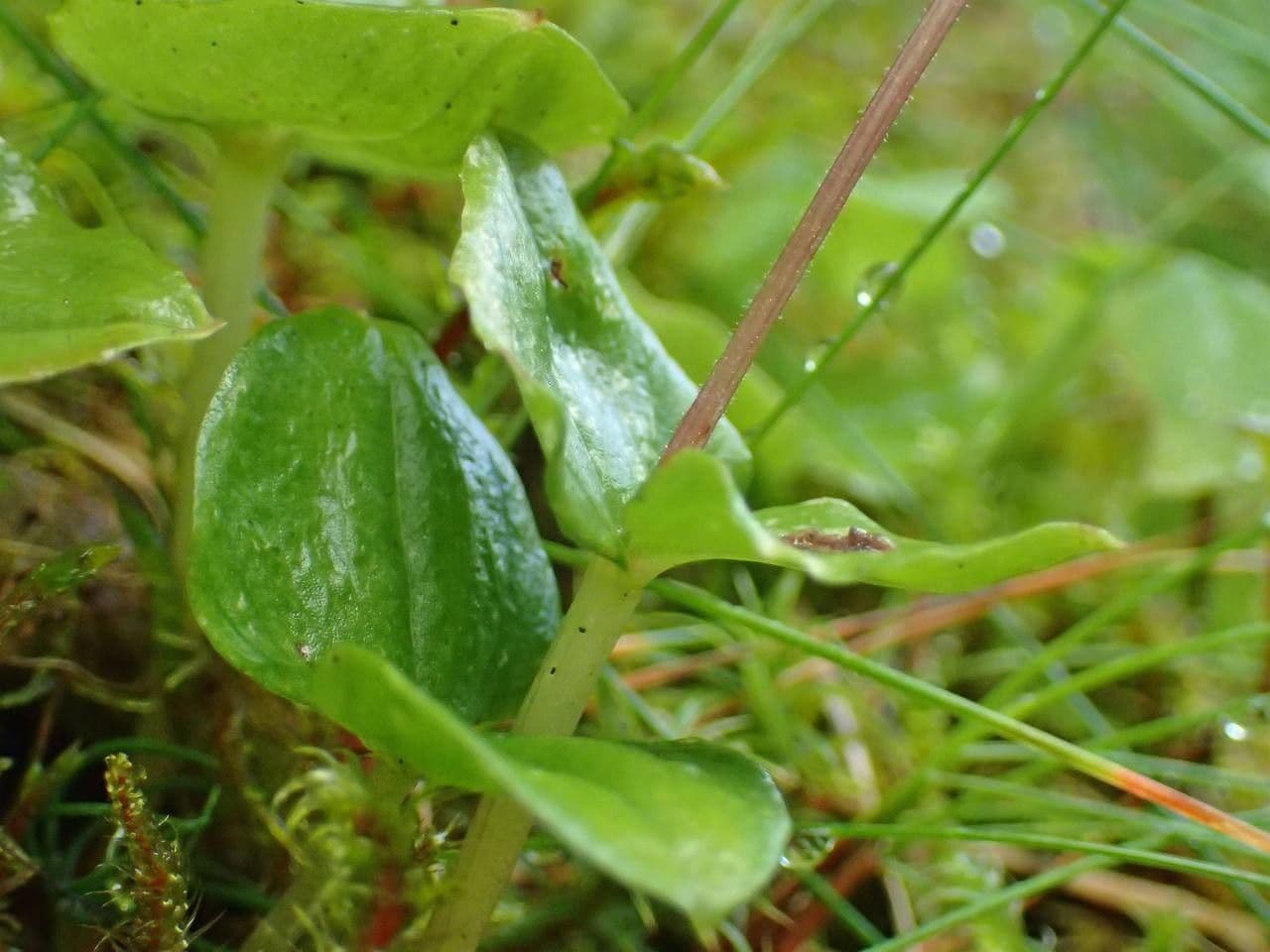 Lesser twayblade 12