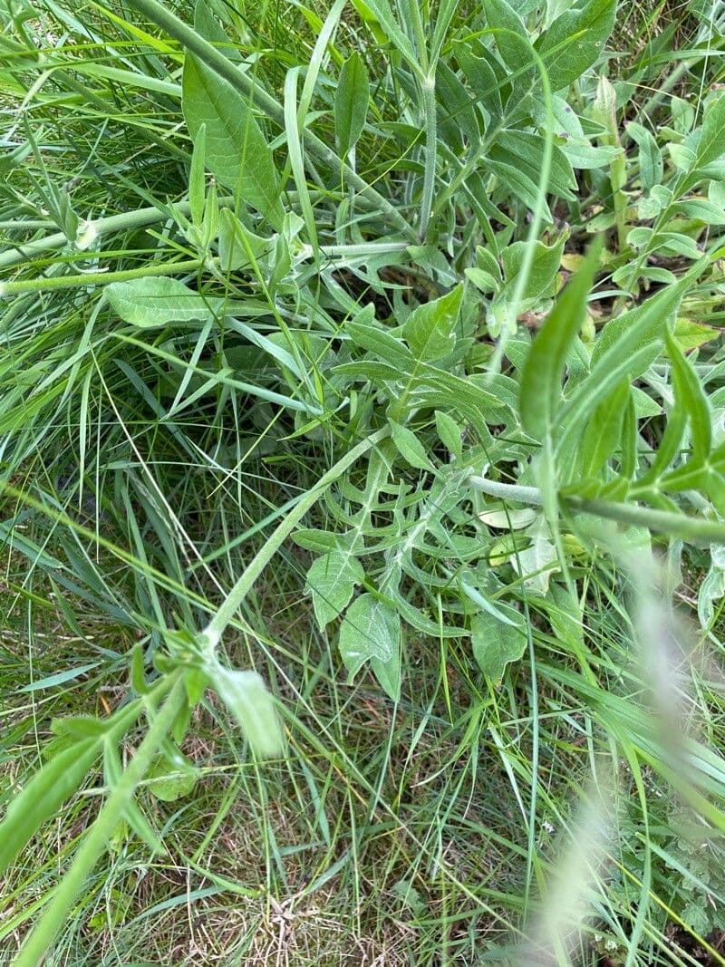 Knautia 15
