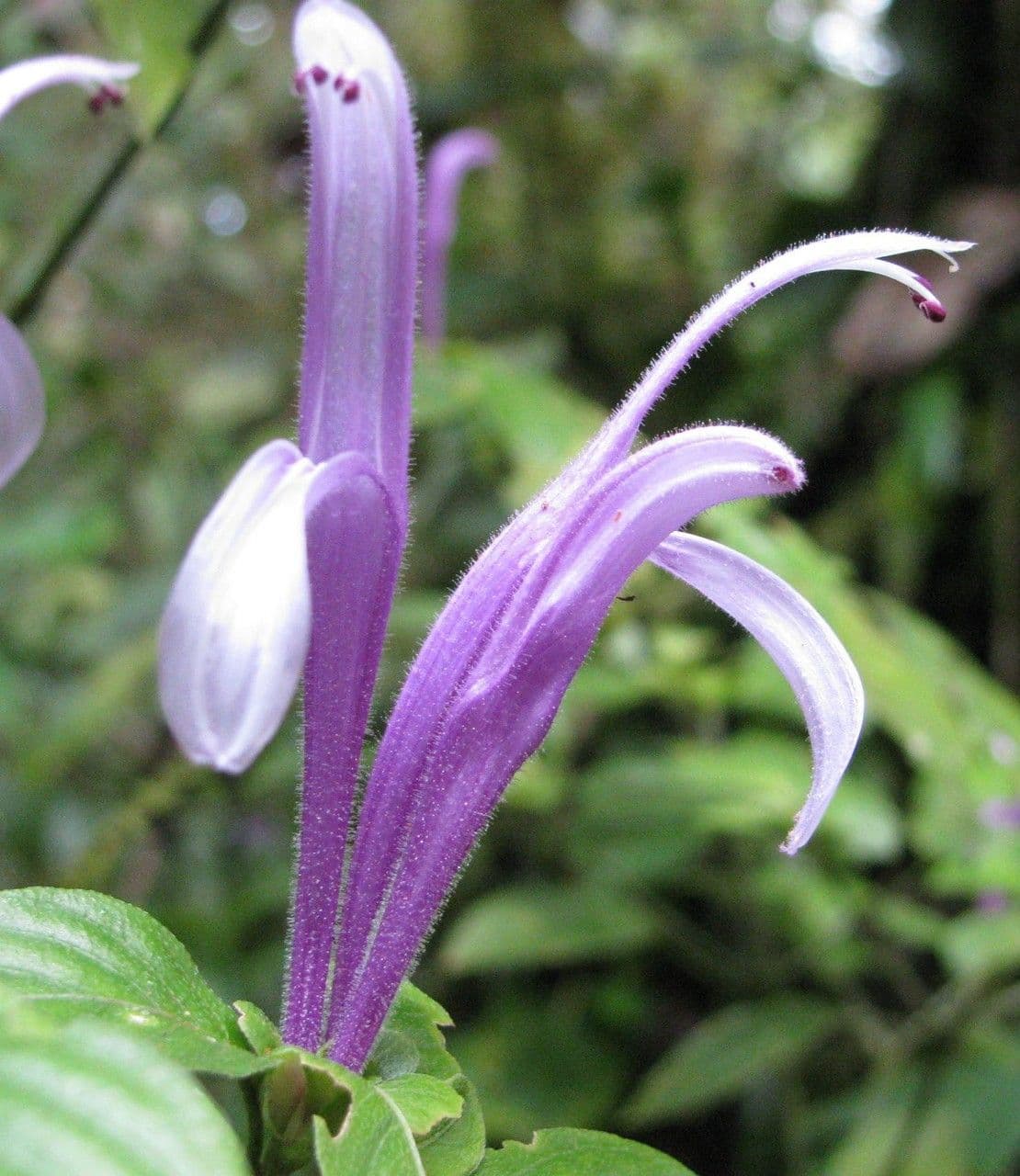 Poikilacanthus 4