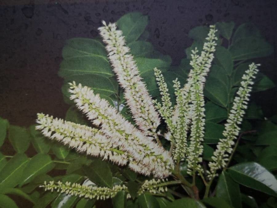 Erythrophleum