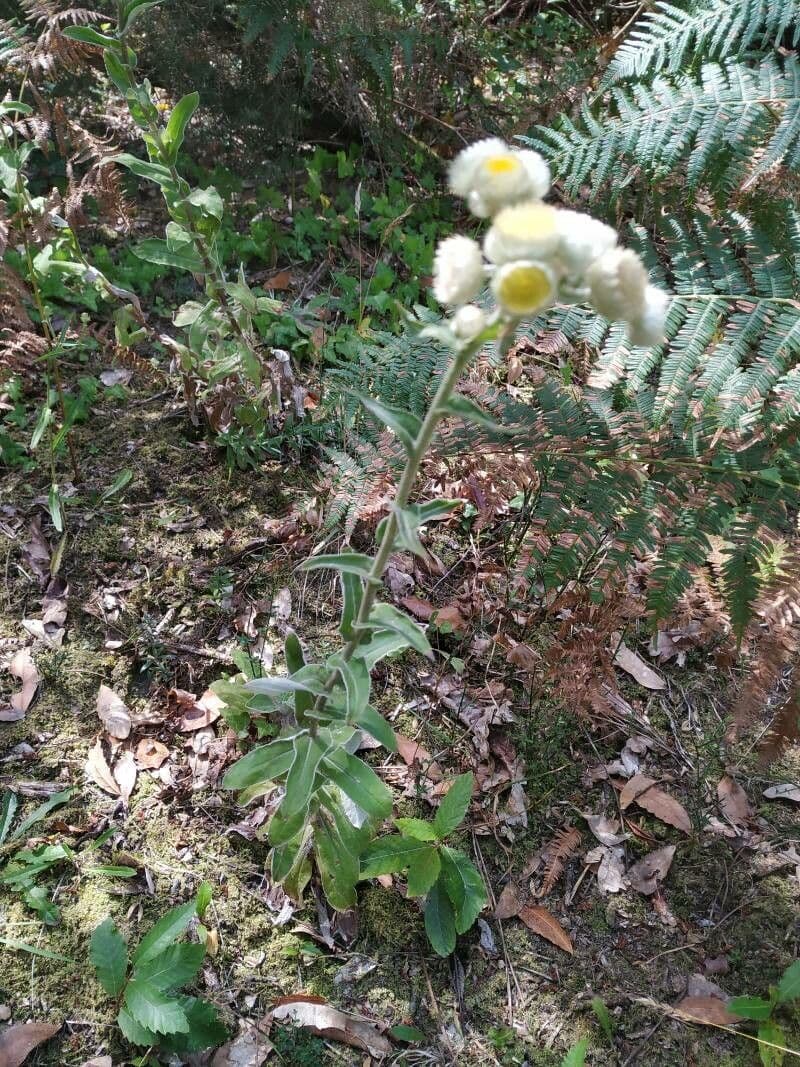 Stinkende Strohblume 7