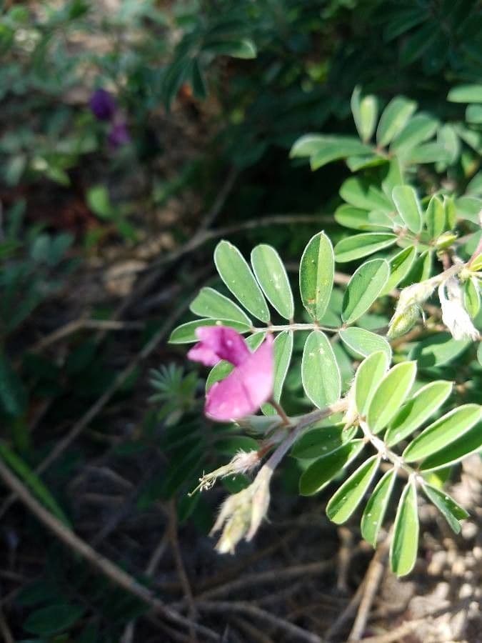 Tephrosie cendrée 7
