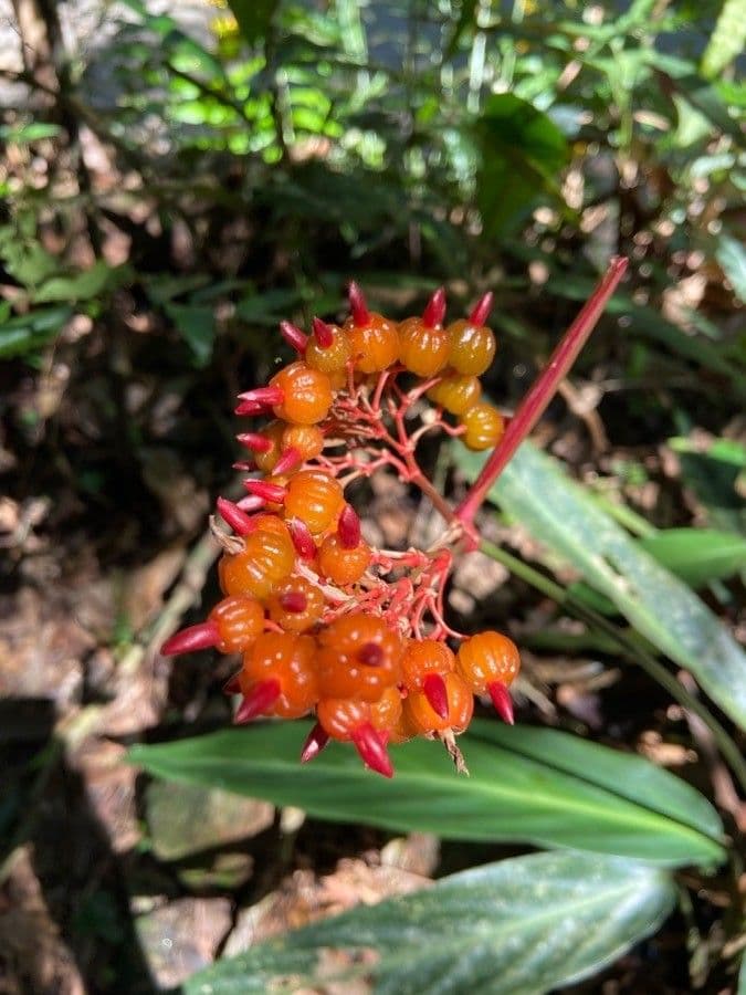 Palicourea 3