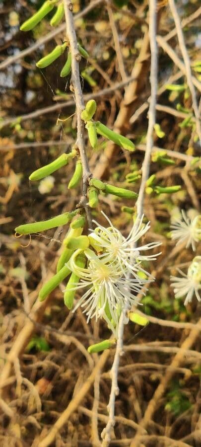 Alangium 2