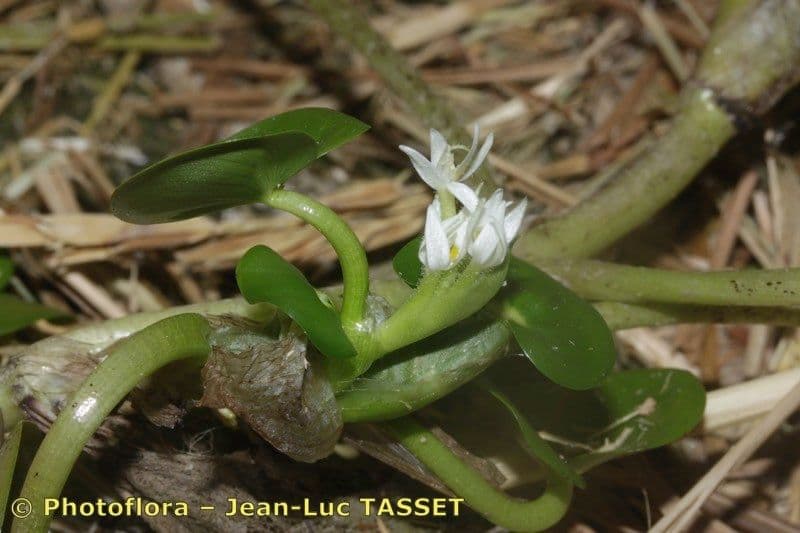 Heteranthera 20