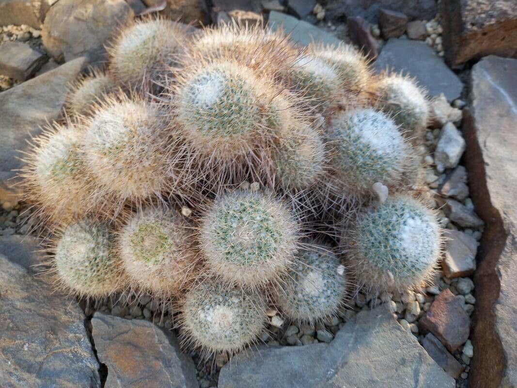 Cactus 6