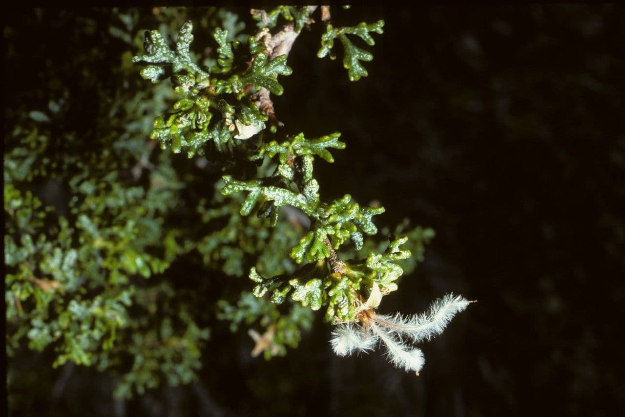 Purshia tridentata 14