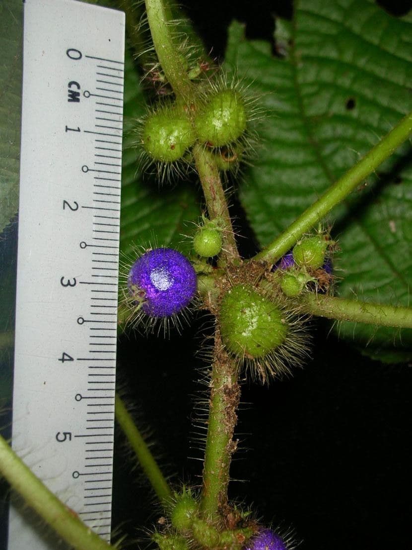 Miconia 2