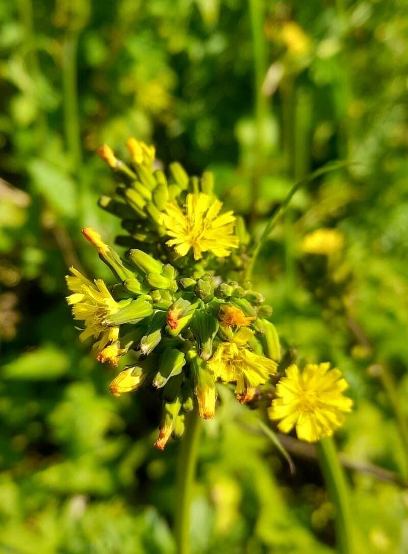 Youngia giapponese 6