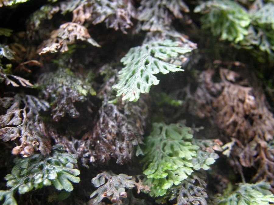 Hyménophylle 2