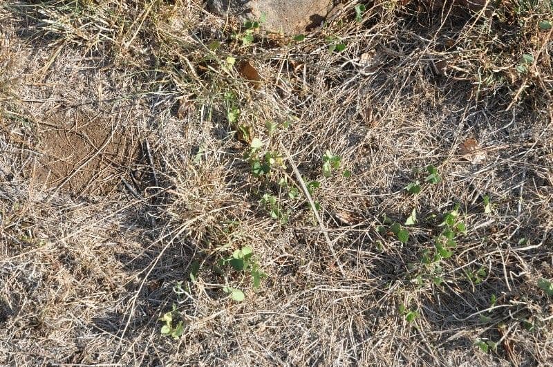 Ipomoea tmavá 13