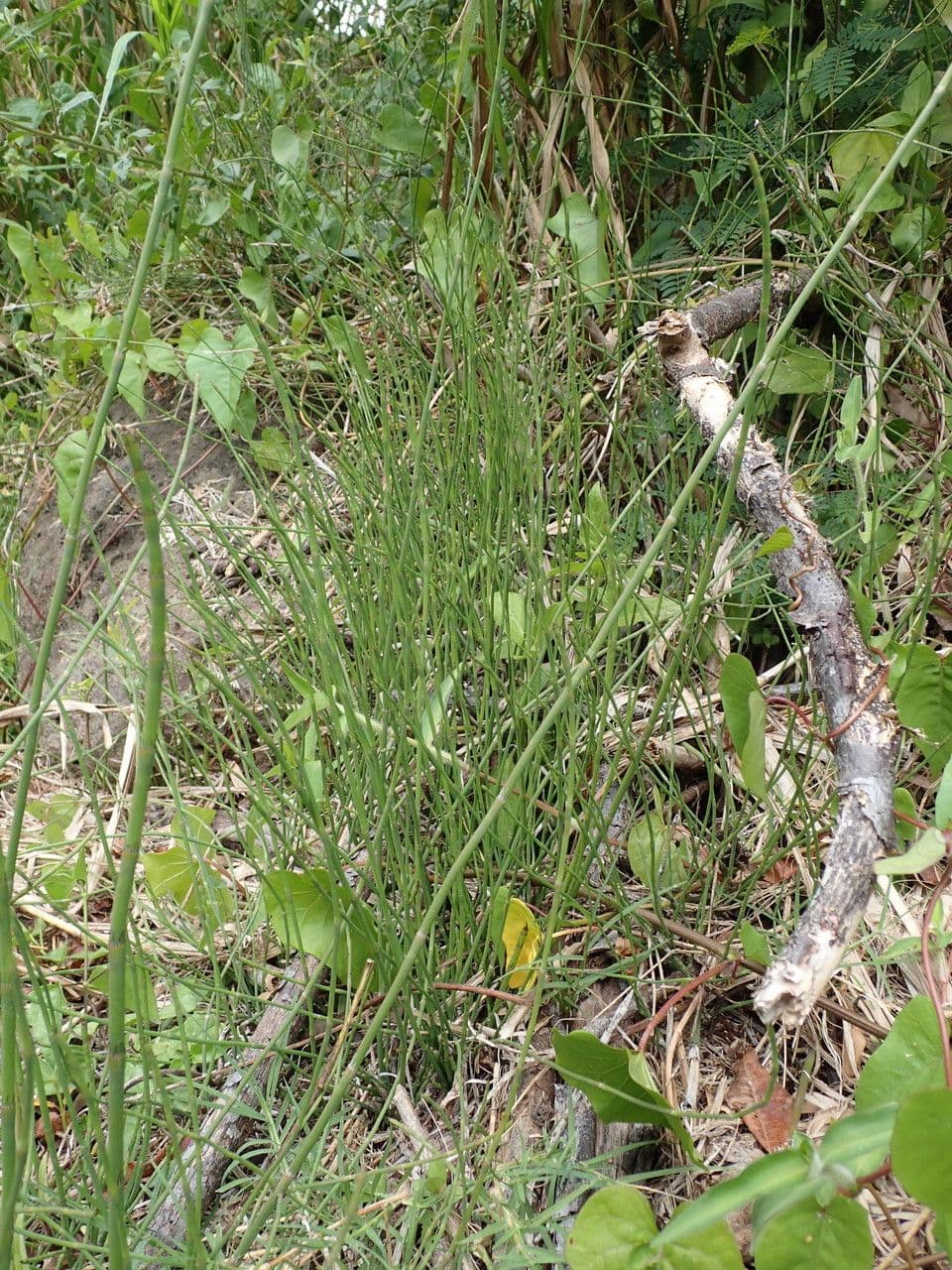 Prêle rameuse 12