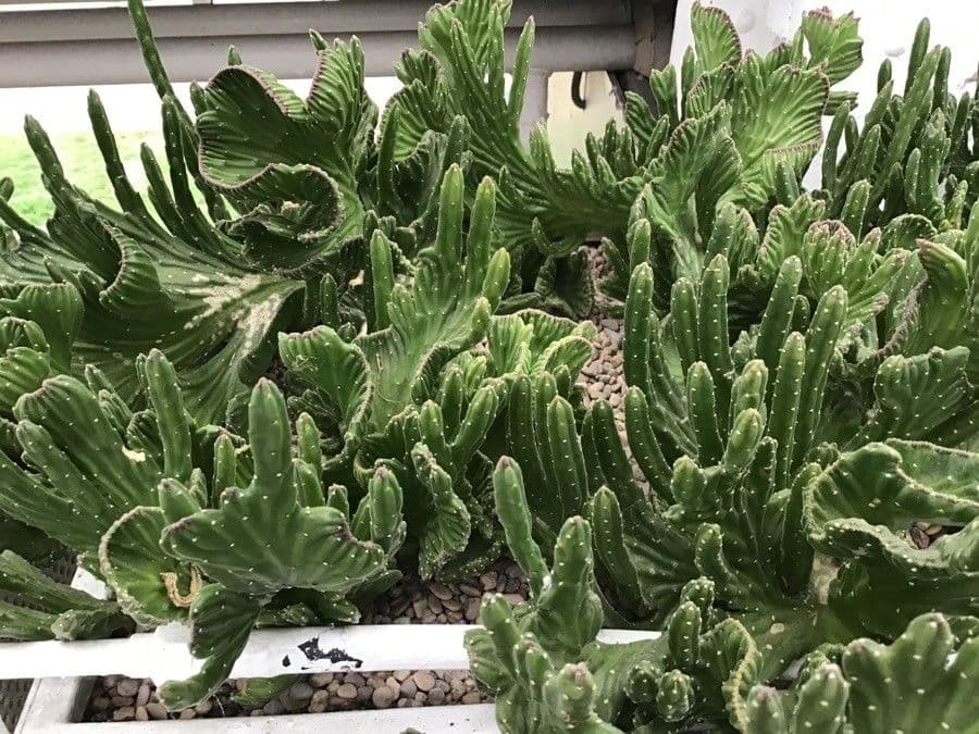 Stapelia 6