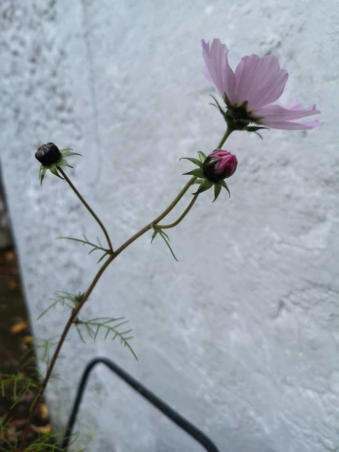 Cosmo 30