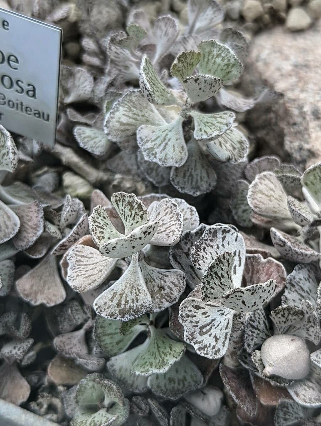 Kalanchoe romboidalna 10