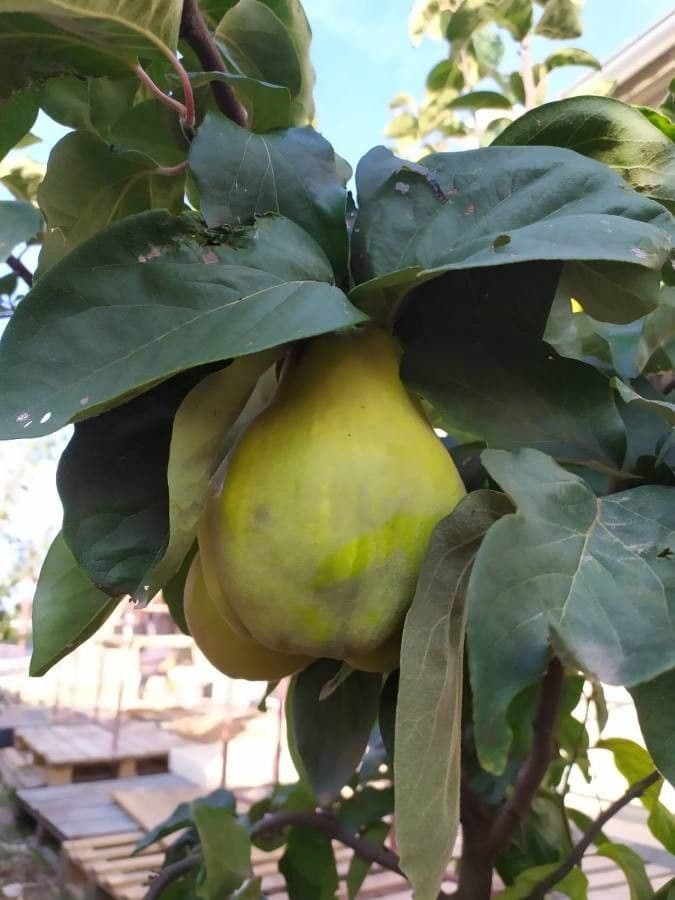 Cotogno