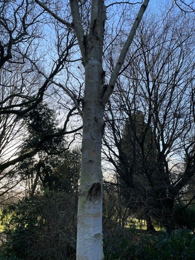 Brzoza himalajska 15