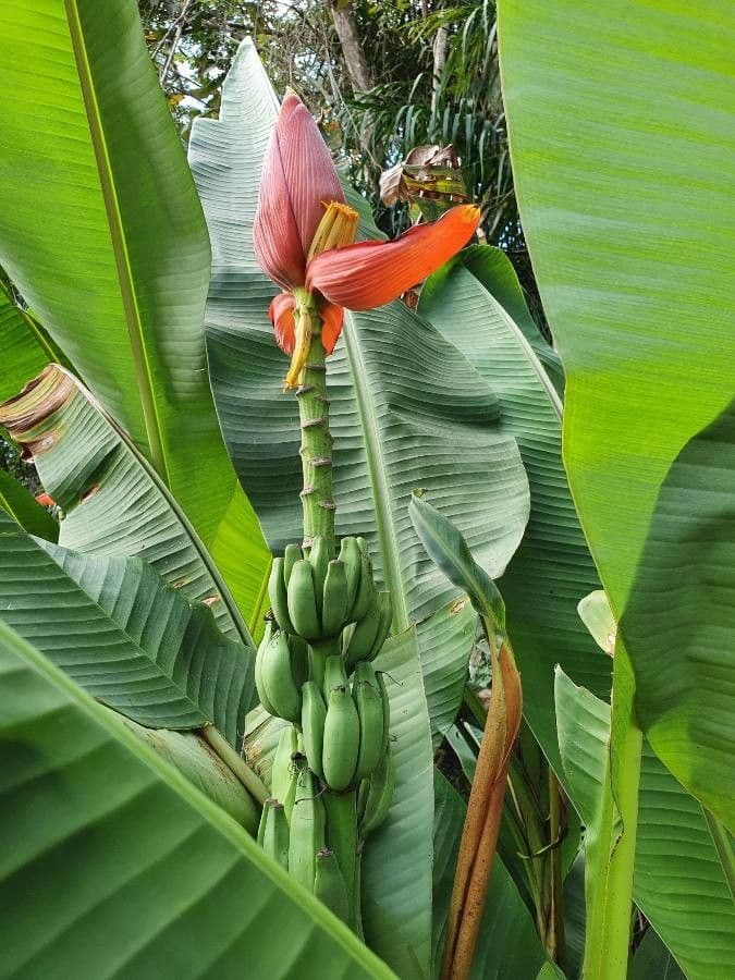 Bananovník“, “ 12