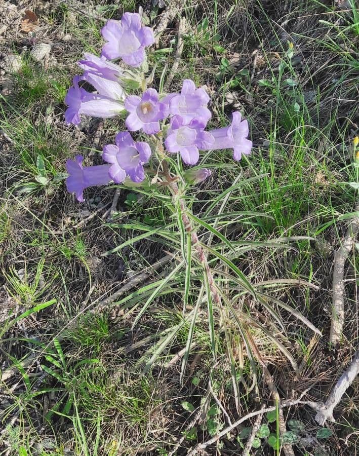 Campanula speciosa 11