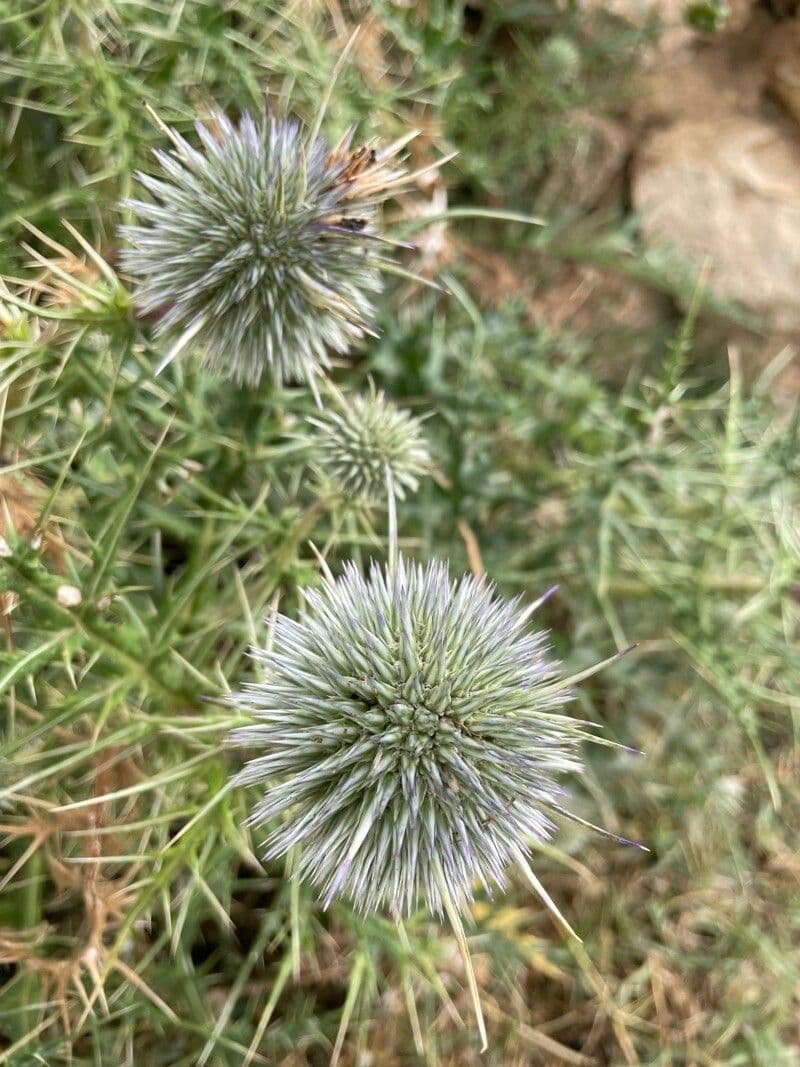 Echinops spinosissimus 8