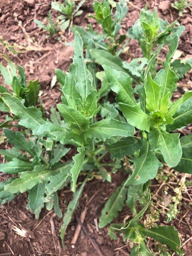Helenium 7