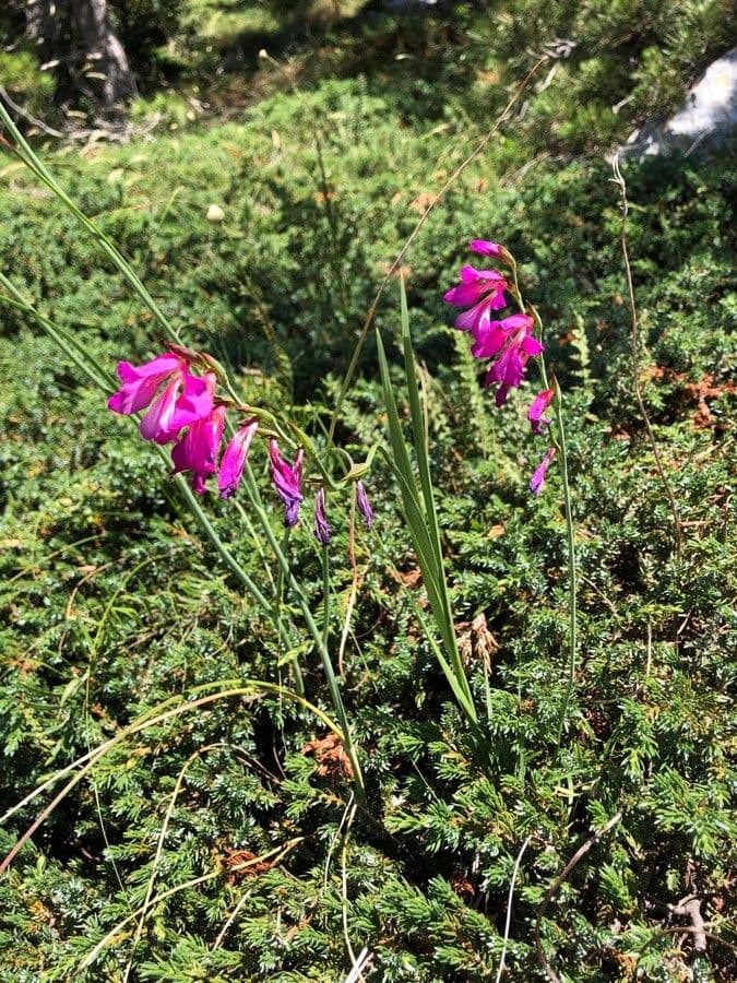 Illyrische Gladiole 19
