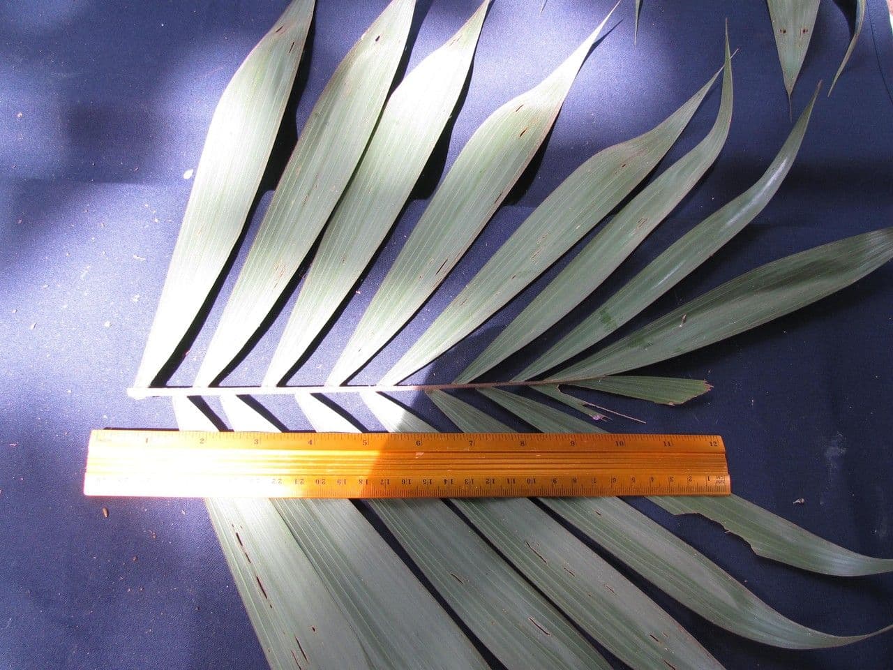 Bactris 5