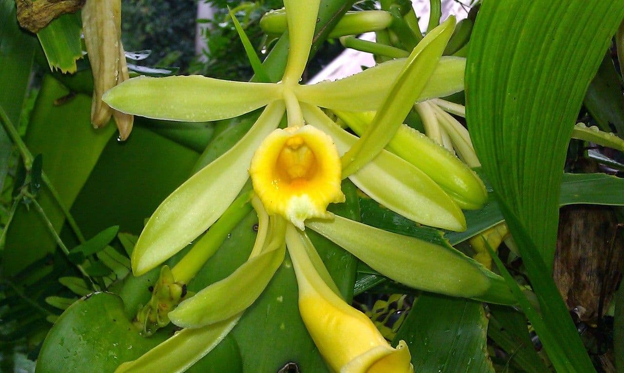 Vaniglia pompona 4