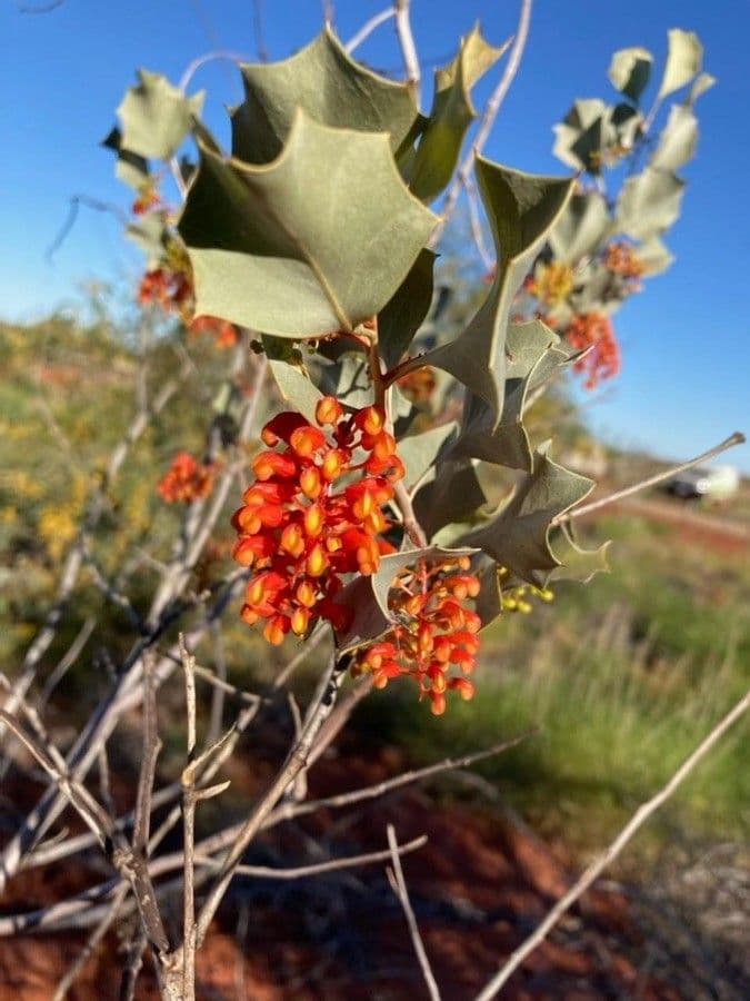 Wickhams Grevillea 2