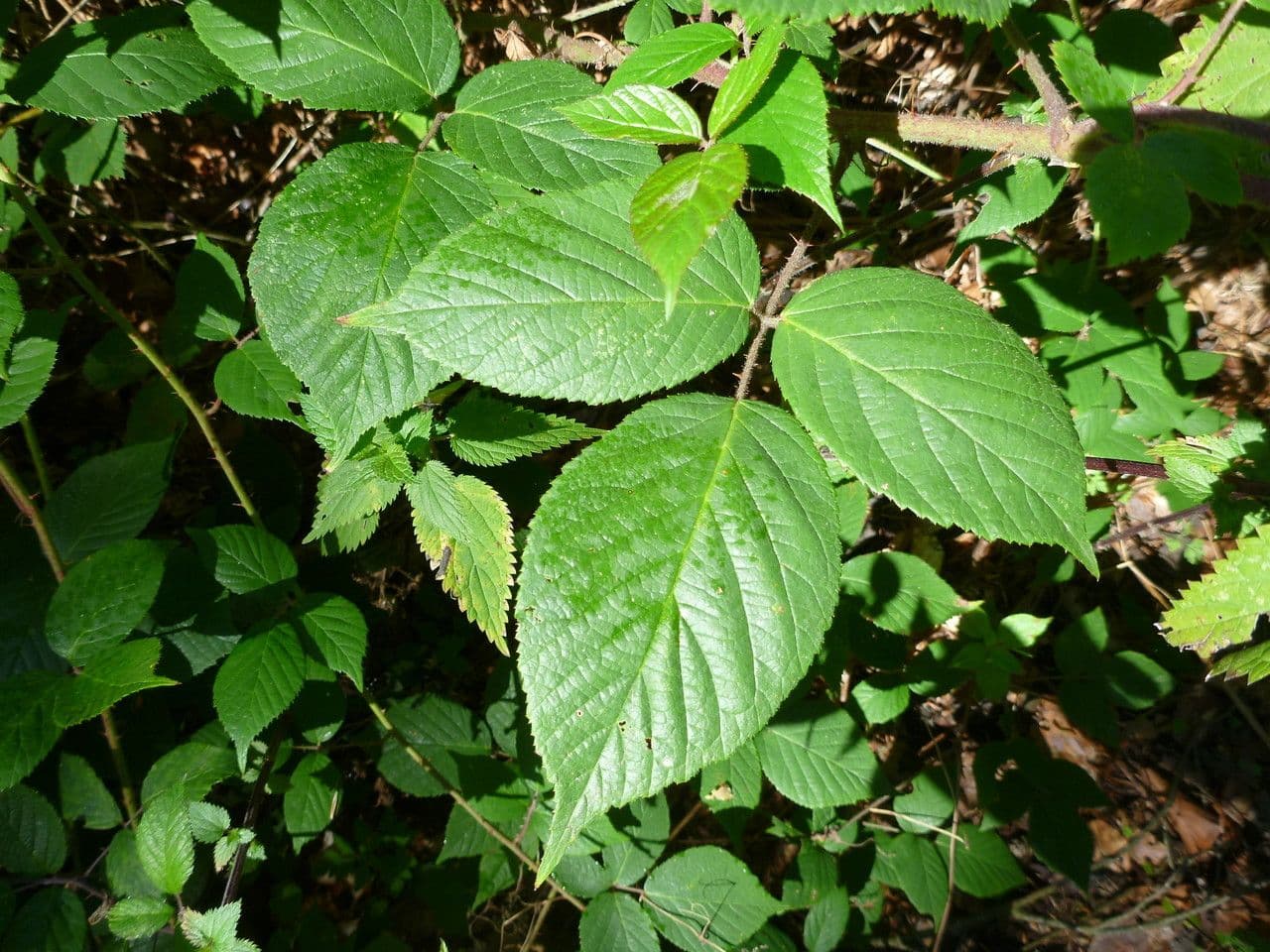 Rovo 7