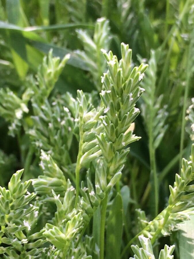Sclerochloa 9
