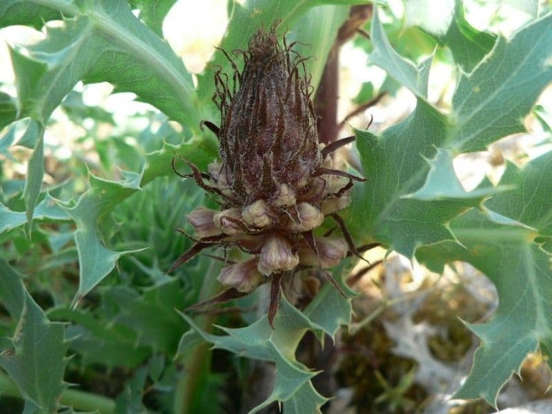 Orobanche amethystea 5