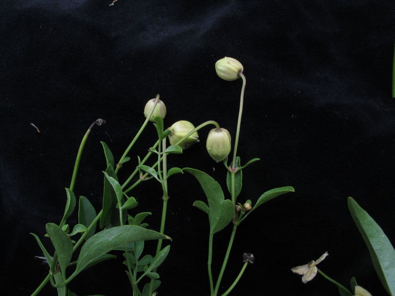 Clematide 5